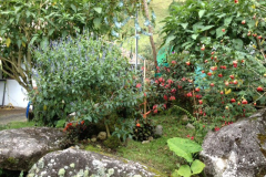 Our "secret garden" by the terrace.